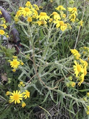 Senecio vernalis
