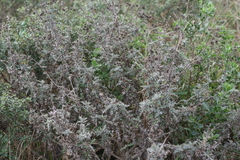 Berkheya heterophylla heterophylla