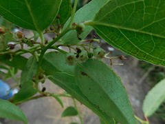 Gaultheria fragrantissima