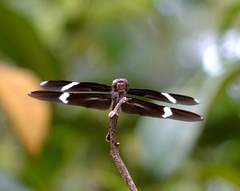 Zenithoptera fasciata