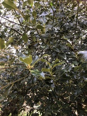 Ilex aquifolium