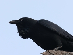 Corvus coronoides coronoides