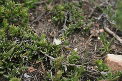 Delosperma uncinatum