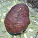 Gumboot Chiton - Photo (c) Don Loarie, some rights reserved (CC BY)