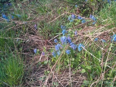 Corydalis turtschaninovii