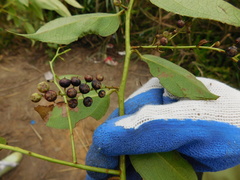 Gaultheria fragrantissima
