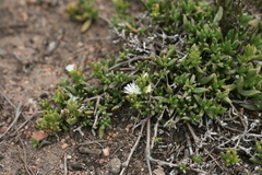Delosperma uncinatum