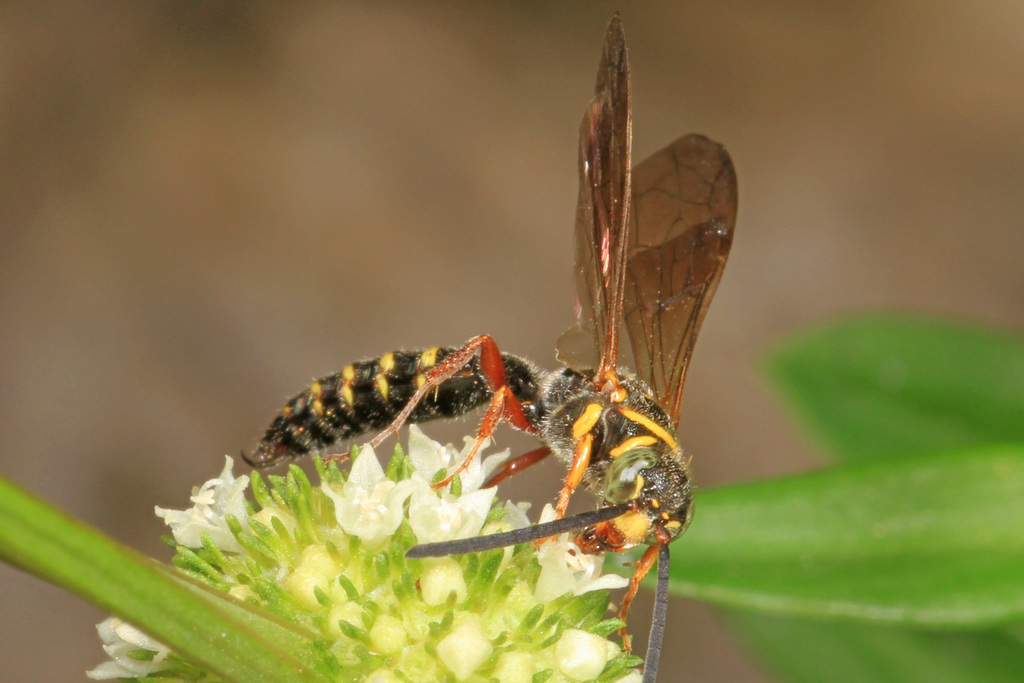 Myzinum dubiosum