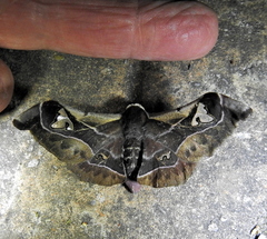 Holocerina smilax
