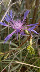 Centaurea graminifolia