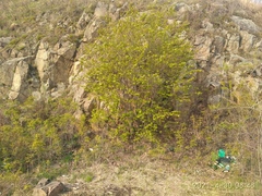 Euonymus maximowiczianus