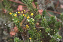 Euryops algoensis