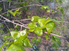 Euonymus maximowiczianus