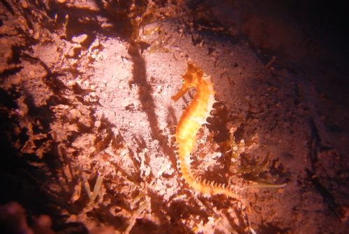 Jayakar's Seahorse — seen at this dive site