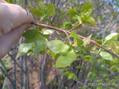 Euonymus maximowiczianus