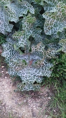 Silybum marianum