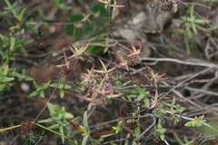 Crassula mollis