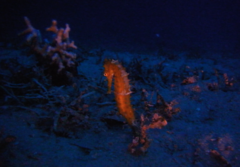 Hippocampus jayakari