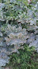 Silybum marianum