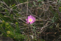 Lampranthus algoensis