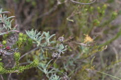 Lampranthus algoensis