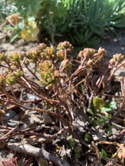 Aeonium sedifolium