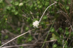Agathosma gonaquensis