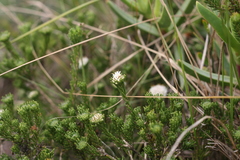 Agathosma gonaquensis