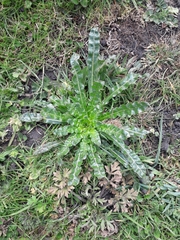 Reseda luteola