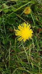Taraxacum