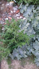 Silybum marianum