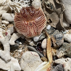 Grapsus tenuicrustatus