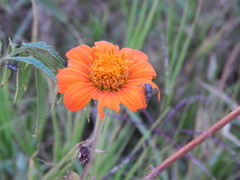 Tithonia rotundifolia