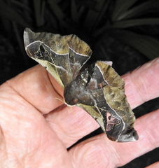 Holocerina smilax