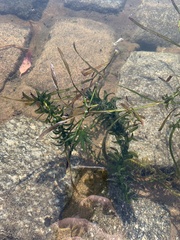 Elodea densa