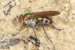 Plagioneurus univittatus