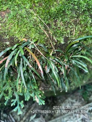 Haplopteris anguste-elongata