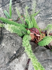 Asparagus densiflorus