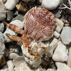 Grapsus tenuicrustatus