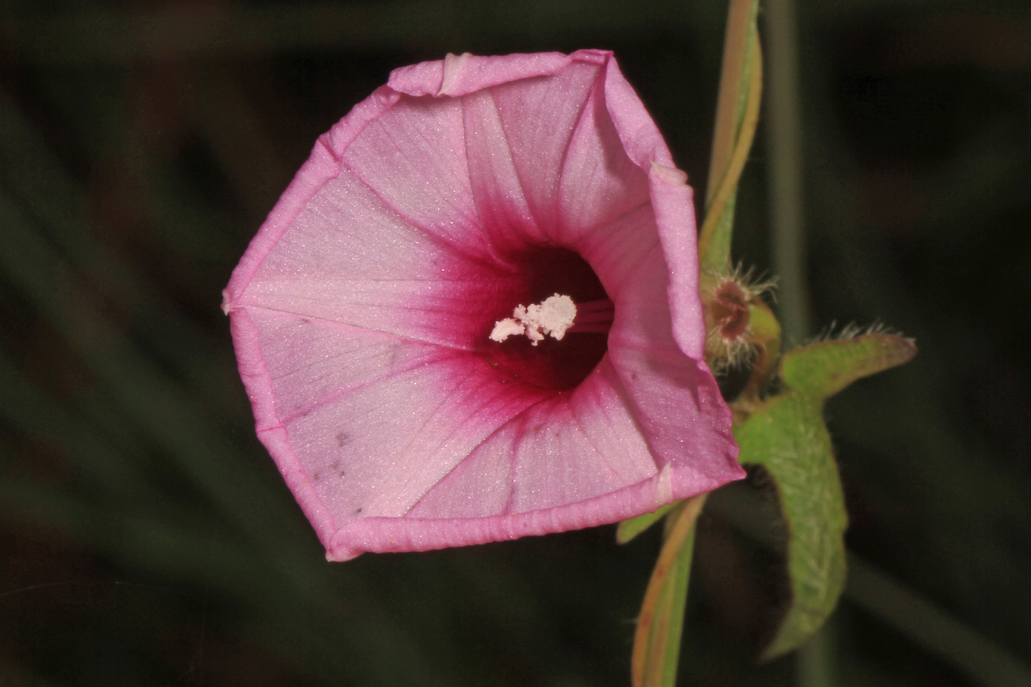 Ipomoea tenuissima