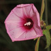 Ipomoea tenuissima - Photo (c) Judy Gallagher, algunos derechos reservados (CC BY-SA), subido por Judy Gallagher