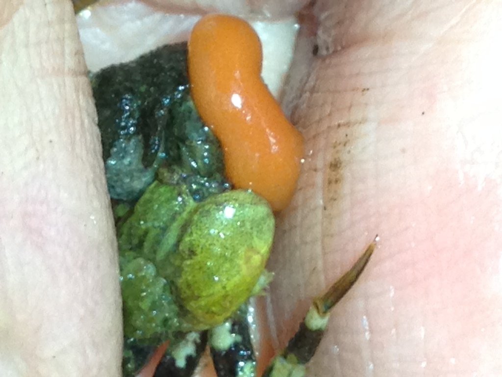 Peltogaster