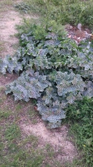 Silybum marianum
