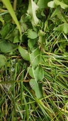 Taraxacum