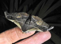 Holocerina smilax