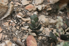 Adromischus inamoenus