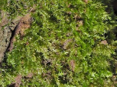 Rhynchostegium serrulatum