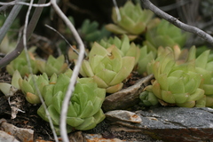 Haworthia cymbiformis