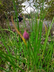 Allium schoenoprasum