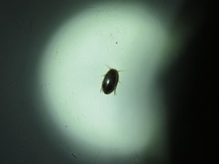 Copelatus chevrolati